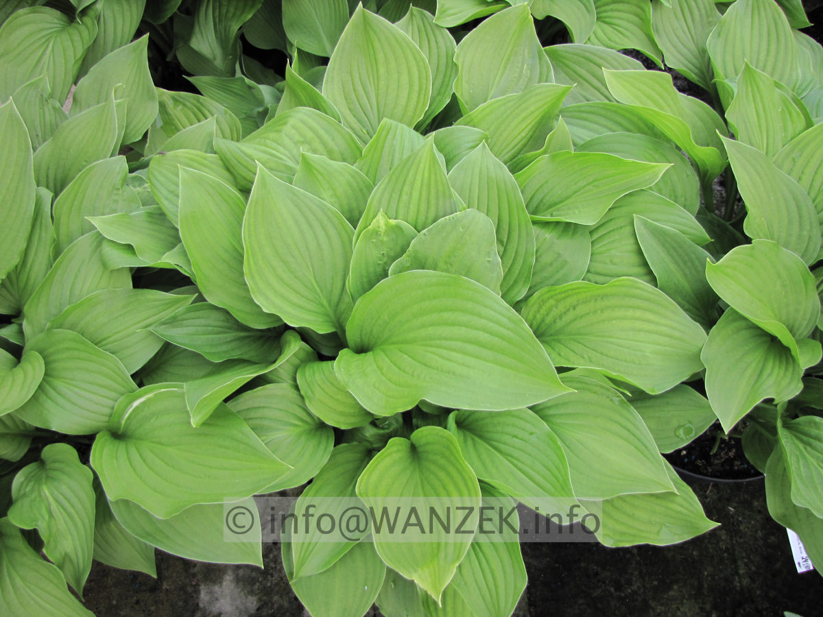 Hosta Hybride Sweet Susan 05.JPG
